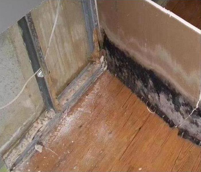 black mold found behind drywall
